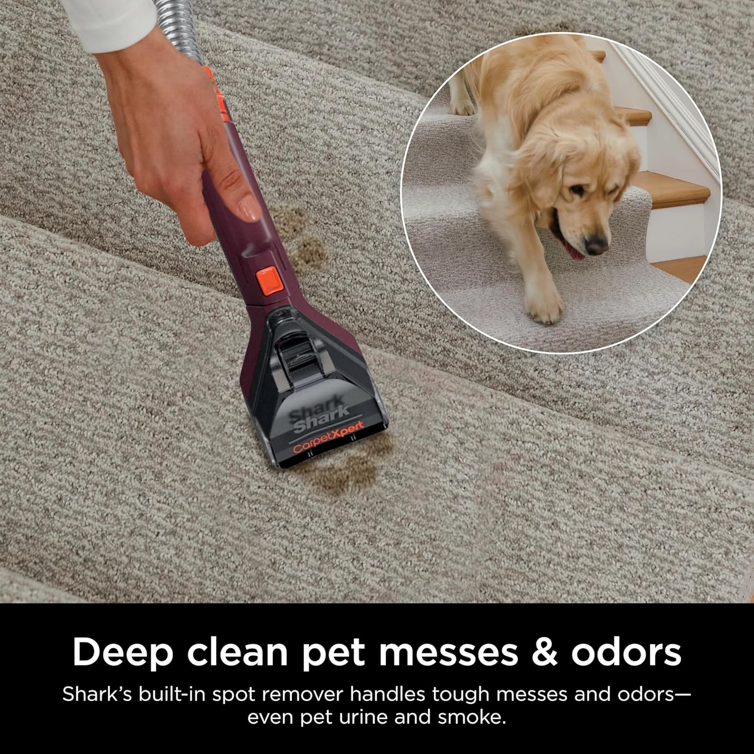 Shark EX150 CarpetXpert, Upright Carpet, Area Rug & Upholstery Cleaner for Pets, Built-in Spot & Stain Eliminator, Deep Cleaning & Dirt & Grime Removal, Carpet Shampooer, Magenta (Renewed)